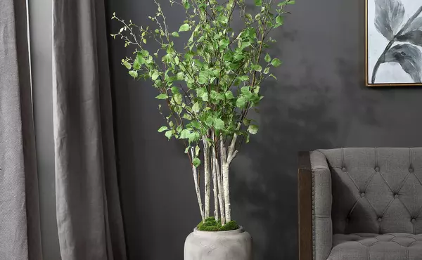 aldis potted river birch by uttermost
