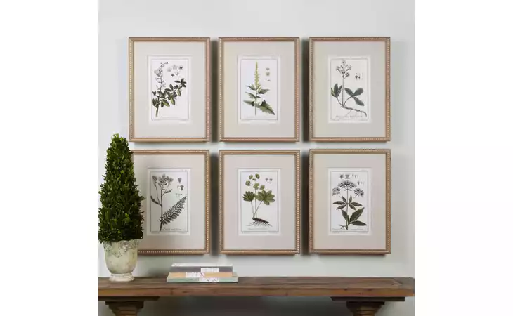 33651  GREEN FLORAL BOTANICAL STUDY FRAMED PRINTS, S/6